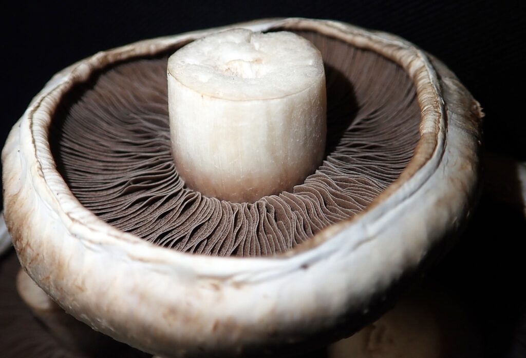 mushroom, vegetable, food-3655681.jpg