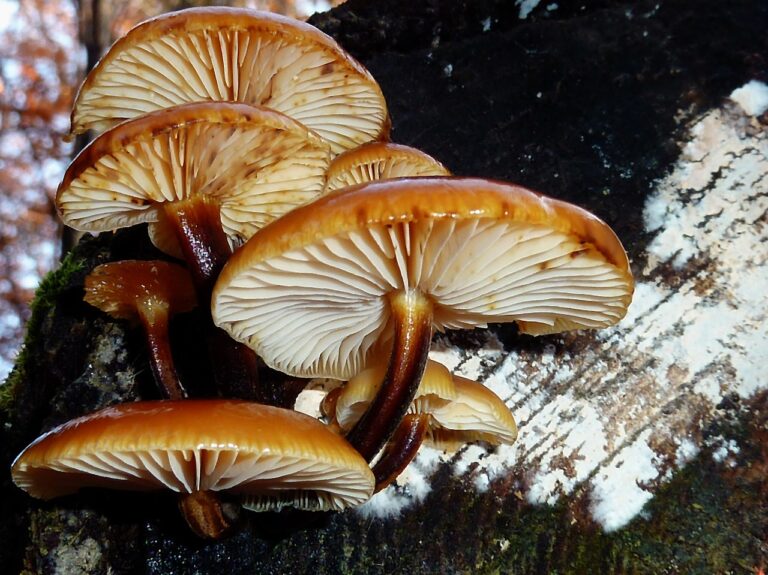 mushrooms, forest, fall-2752920.jpg